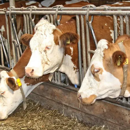 Séjour à la ferme Frehmeyer - Urlaub Auf Dem Bauernhof Im Gemuetlichen Lindewitt